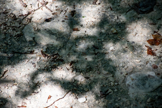 Sombras y luces en el suelo del bosque.