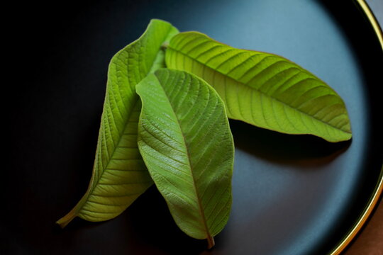Close up of green leaves isolated on blue background.