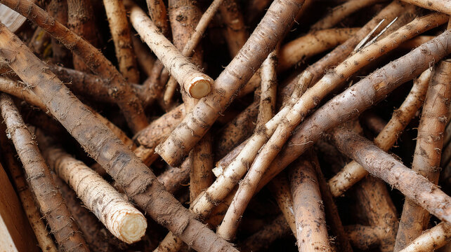 Close up of fresh raw burdock roots with dirt stacked together for agricultural background.