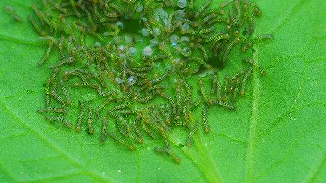 Tomato looper moth eggs hatching on leaf macro close up
