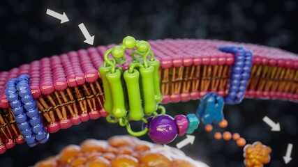 Conceptual 3D illustration of adrenaline triggering fat breakdown in an adipocyte cell © Julien Tromeur