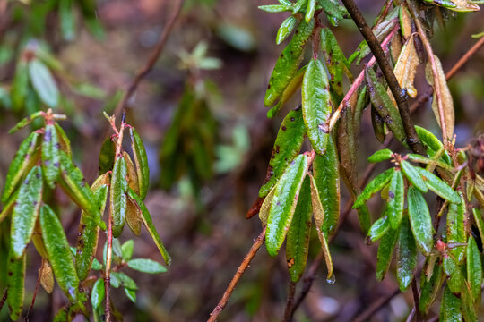 La Tuque, Quebec, 14 May 2026 : Close-up view of wet green and brown leaves on branches in a natural environment