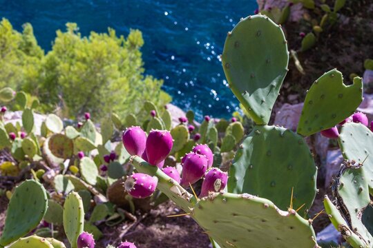 Tuna Cactus Fruit Images  Browse 40,920 Stock Photos, Vectors, and Video |  Adobe Stock