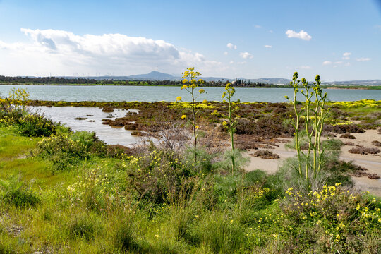 Scenic landscape view of Larnaca Salt Lake with blooming yellow ferula flowers on green shore in late winter. Beautiful wetland environment. Cyprus.