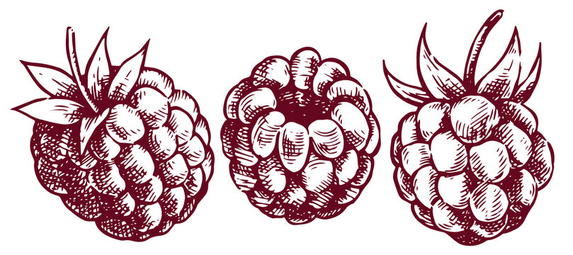Set of raspberries. Vector illustration in vintage sketch style.