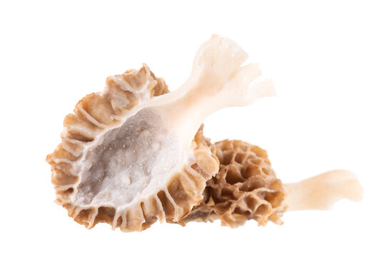 Morel mushroom isolated on white background. Morchella esculenta. Spring edible fungi. Clipping path.