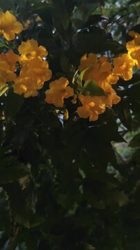 Beautiful yellow Tecoma stans flowers blooming on the green tree branches, captured in the evening light.