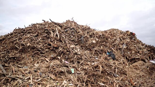 Landfill. Wood processing. Recycling. Ecology. Large mountains of bulk wood biomass. Wood recycling and processing.