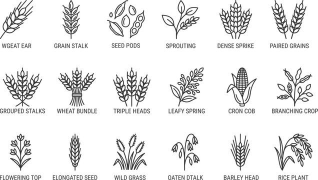 Collection of various types of grains and cereals