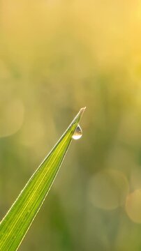 Ladybug taking flight from grass blade with morning dew drop. Macro video of insect spreading wings in golden sunlight.