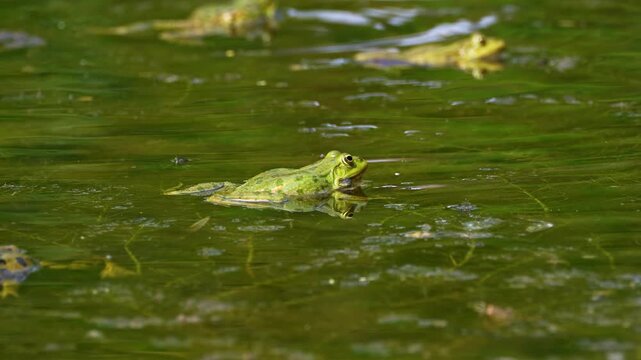 Common frog, Rana temporaria, reptiles croaking in the water, also known as the European common frog or European grass frog is a semi-aquatic amphibian of the family Ranidae 