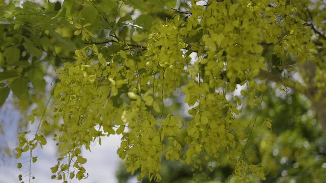 Golden Shower Tree Flowers Blooming In The Summer