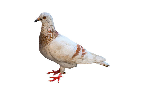 Pigeon with white and brown feathers standing on legs animal photography rock dove animal kingdom wildlife feathers standing creature isolated birdwatching