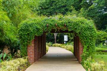 Fototapeta premium Lush green vines climb brick archway structure