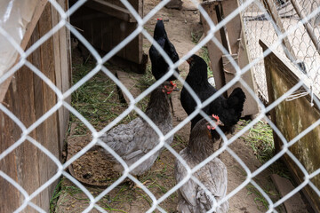 Several domestic black and grey chickens are seen inside an outdoor pen behind a white chain-link wire mesh fence. © Andrey