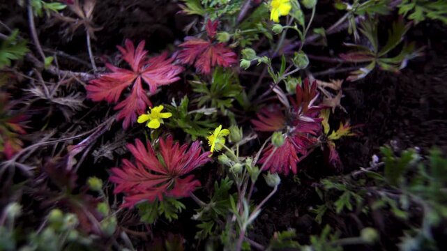 Potentilla sp. (Rosaceae family): yellow flowers/buds and bright red palmate leaves.