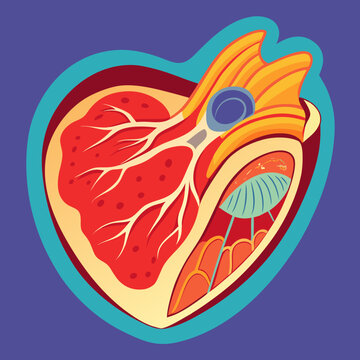Stylized Cardiac Muscle Anatomy Illustration
