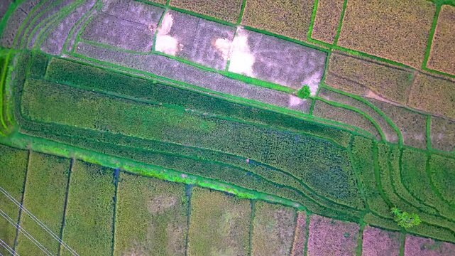 Top down aerial view of colorful agricultural rice fields and geometric crop patterns