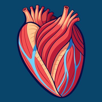 Stylized Human Heart Anatomy Illustration