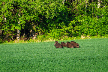 Wild boar family in a cornfield © talavietis