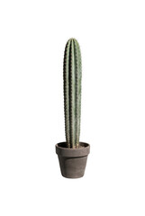 Tall green cactus plant in grey pot isolated © Kate Songchai