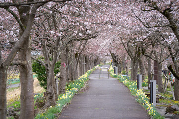Fototapeta premium very beautiful cherry blossom trees at historical city where is peaceful place Fukui Japan