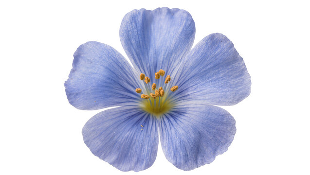 Delicate blue flax flower with yellow stamens, isolated on transparent background