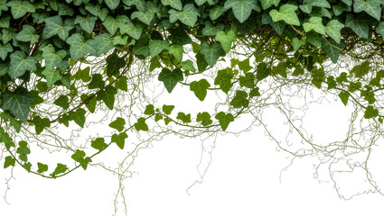 Dense green ivy vines with delicate tendrils, isolated on transparent background © Johnson
