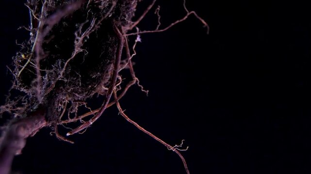 Demonstration Of Root Hairs And Root system architecture, Potentilla Rosaceae