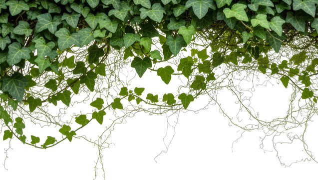 Dense green ivy vines with delicate tendrils, isolated on transparent background