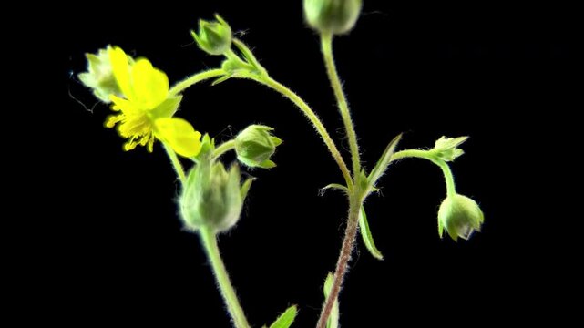 Macro close-up of Creeping Cinquefoil (Potentilla) yellow flower isolated on dark background, demonstrating actinomorphic floral morphology, reproductive organs and hairy stem, 4K studio.