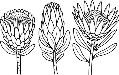 Three black line drawings of protea flowers © Team RAS