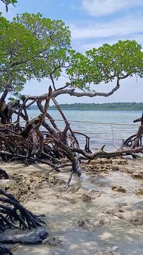 Tropical creek meeting the ocean with white sand beach, lush palm jungle, and washed-up marine debris at Radhanagar Beach, Havelock Island, Andaman.