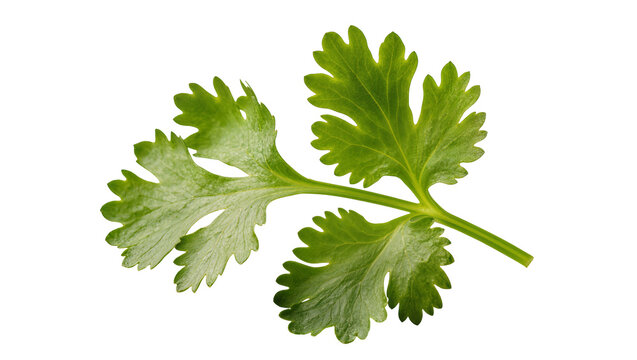 Fresh green cilantro herb sprig detailed texture, isolated on transparent background