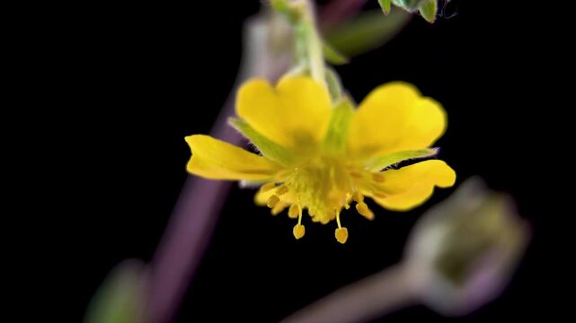Potentilla Rosaceae Actinomorphic Floral Anatomy And Reproductive Organs. Demonstration Of Dicotyledon Flower Structure Petals And Stamens