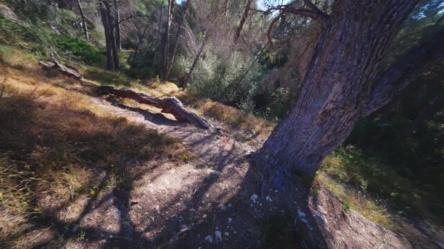 Overhead View of a Forest Path and Tree Shadow