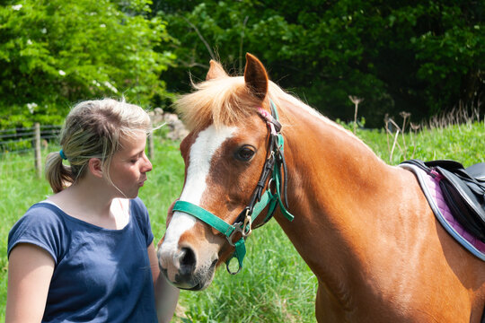 Pretty young female and her chestnut pony horse share a loving moment outdoors on a sunny summers day in rural Shropshire UK