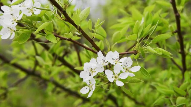 Delicate prunus spinosa white blossoms blooming on vibrant green leafy branches in natural daylight