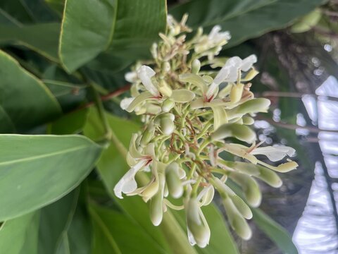 Blooming Shell Ginger flowers with delicate white and red petals on lush tropical green leaf background