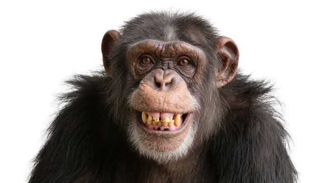 Chimpanzee showing teeth, isolated on transparent background