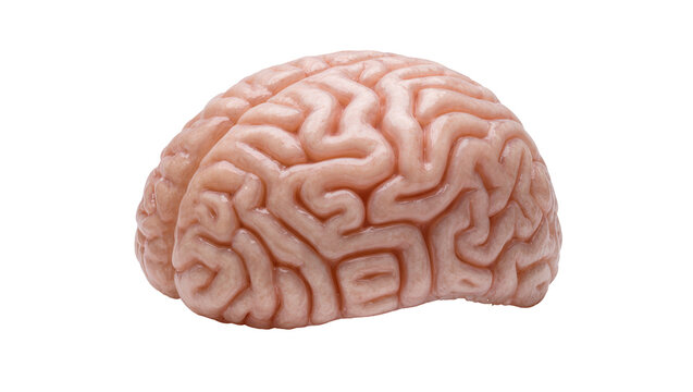 Human brain model with detailed gyri and sulci, isolated on transparent background