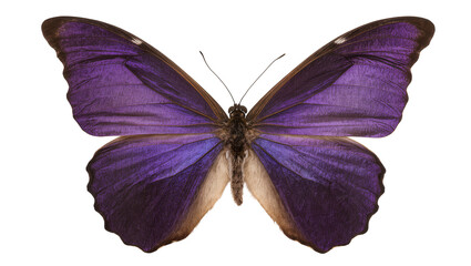 Vibrant purple butterfly with detailed wings, isolated on transparent background © Johnson