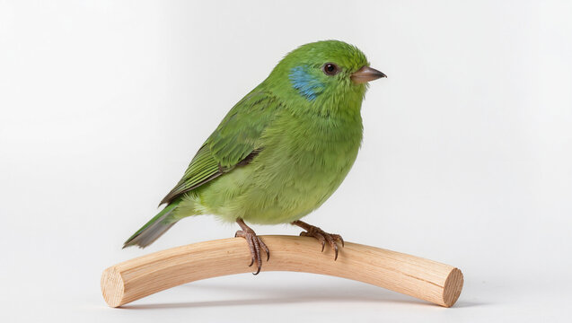 Isolated tiny vibrant green parrotlet bird on a solid white studio background