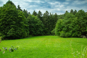 Obraz premium a wide vibrant green meadow field surrounded by dense spruce and deciduous forest trees under a cloudy summer sky in the countryside landscape