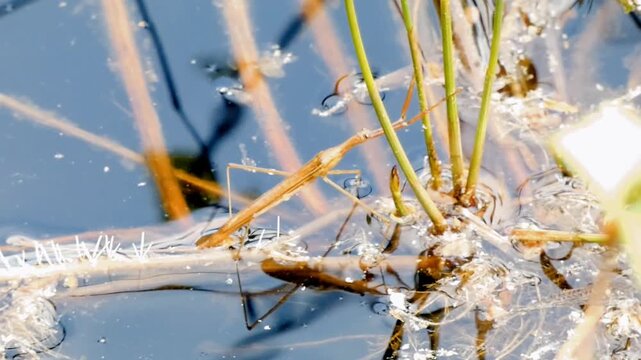 A rare sighting of a water stick (Ranatra linearis) at the surface of the water. The insect clambers over aquatic vegetation.