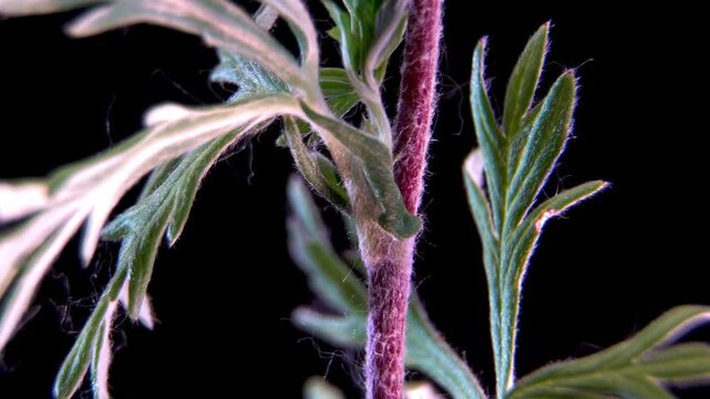 Potentilla: Texture of a green leaf and plant stem with fine hairs against a black background