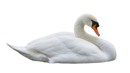 Elegant white swan with orange beak resting gracefully, isolated on transparent background © Johnson