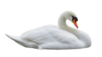 Gardinen Schwan Elegant white swan with orange beak resting gracefully, isolated on transparent background  © Johnson