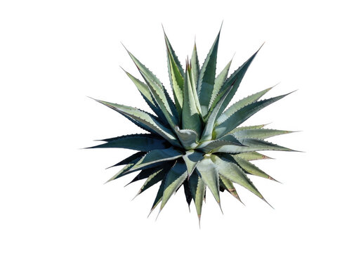 A single agave plant with sharp, pointed, blue-green succulent leaves arranged in a radial rosette pattern against a solid black background