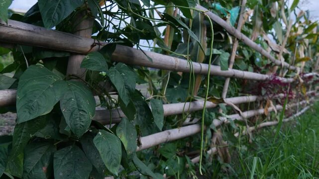 Long Green Beans Growing and Climbing on Traditional Bamboo Trellis in Rural Farm
